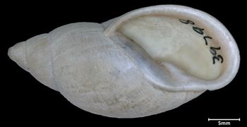 Media type: image;   Malacology 39798 Aspect: apertural